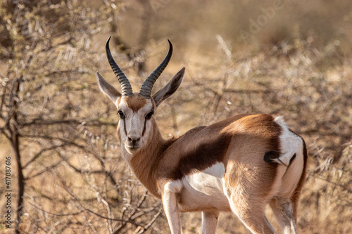 Springbok, Mokala National Park, Kimberley, South Africa