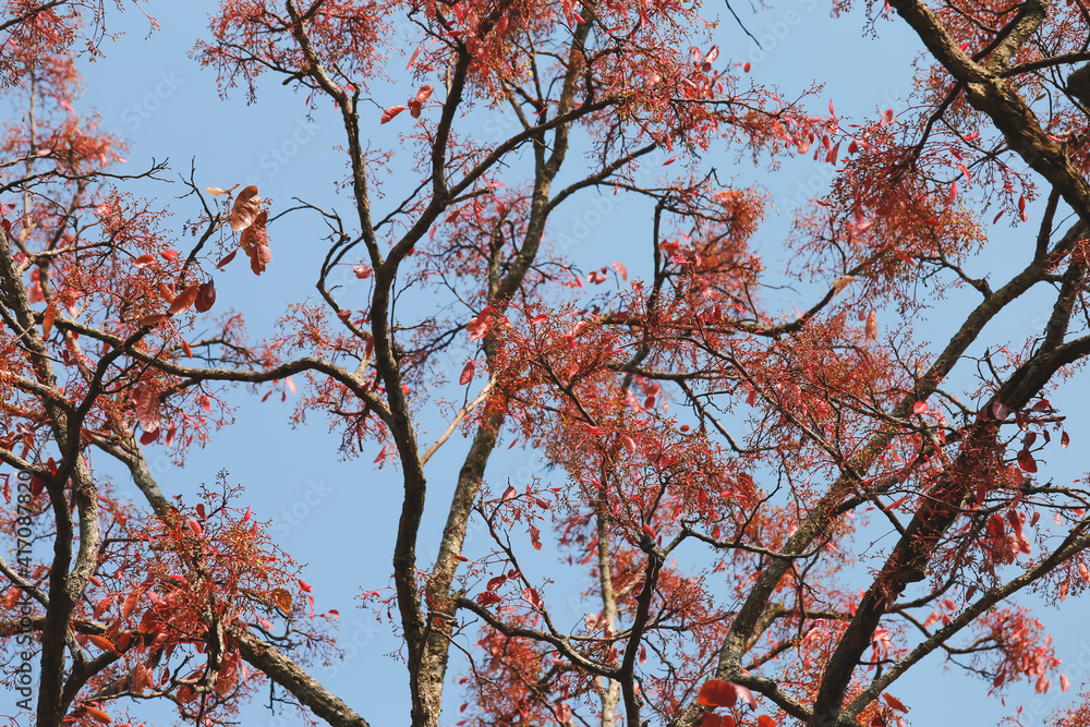 Summer Trees with Falling Leaves Beautiful Pattern Sky Background Summer Trees with Falling Leaves Beautiful Pattern Sky Background