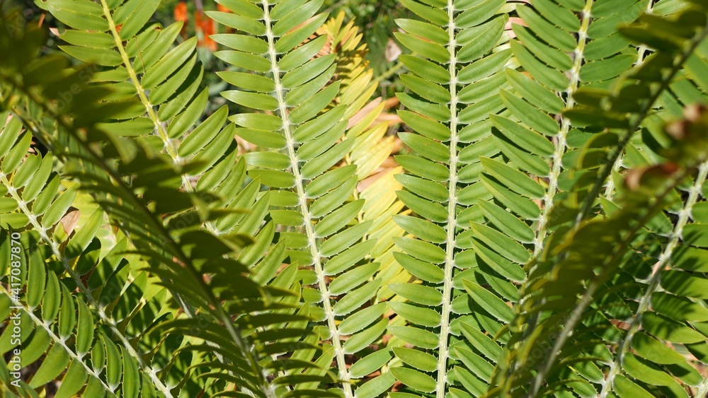 Cycad fern leaves in forest, California USA. Green fresh juicy natural botanical leafage. Encephalartos or zamiaceae dioon palm lush foliage. Tropical jungle rainforest woods atmosphere garden design.