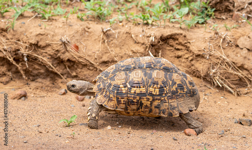 Leopard tortoise, Kruger National Park, South Africa