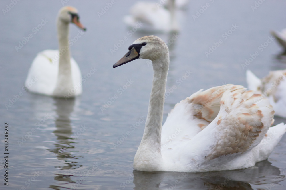 Beautiful swan birds float on the reflective water of the lake.
Beautiful swan birds float on the reflective water of the lake.