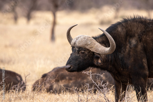 cape buffalo bull, Mokala National Park, Kimberley, South Africa