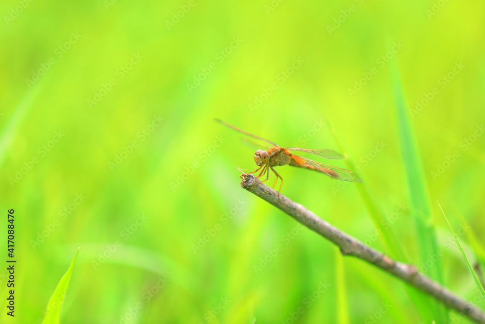Dragonflies rest on the dry branches Dragonflies rest on the dry branches
