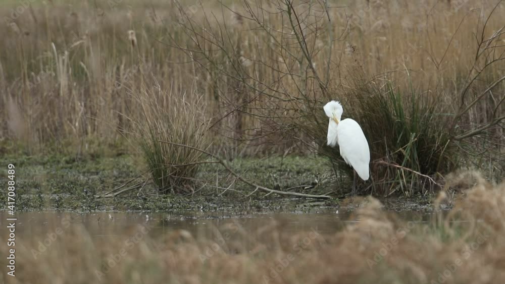 A rare Great White Egret, Ardea alba, standing on the bank of a marshy area preening. A rare Great White Egret, Ardea alba, standing on the bank of a marshy area preening.