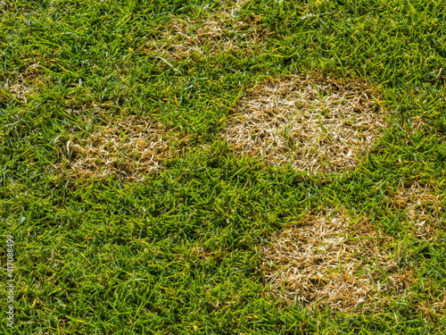 Microdochium Fusarium patch turf disease also known as snow mold on lawn or golf course