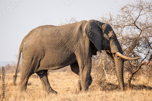 African Elephant  Kruger National Park  South Africa