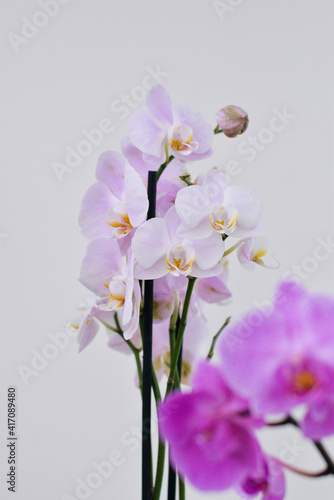 violet orchid isolated on white background - copy space