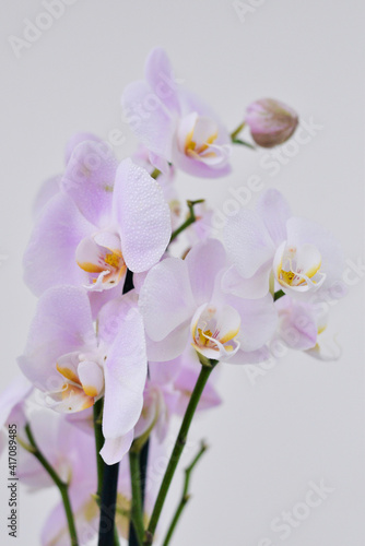 violet orchid isolated on white background - copy space