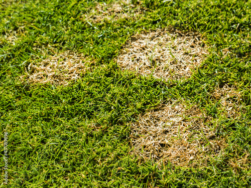lawn disease called Microdochium nivale or fusarium patch sod