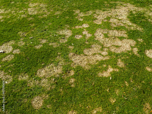 gray snow mold a common turf fungus also called fusarium patch or Microdochium nivale affected cool-season grass on golf course or lawn in garden