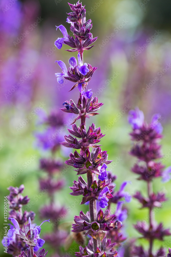 sage flowers for use in medicine and cooking sage flowers for use in medicine and cooking