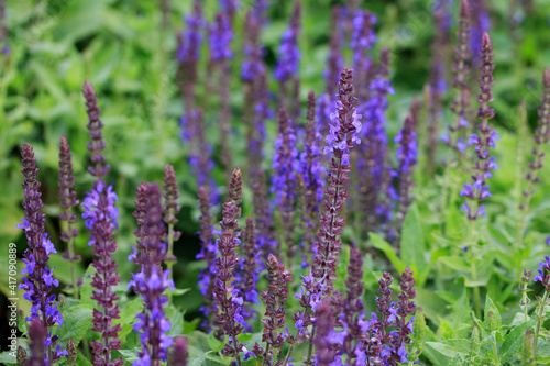 sage flowers in nature