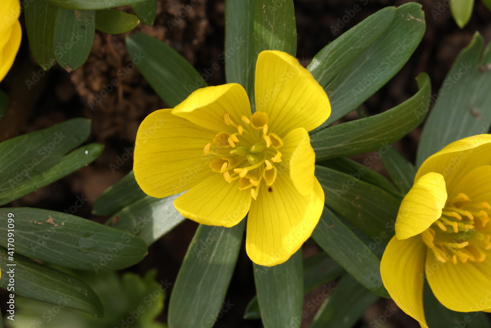 Fototapeta premium Eranthis hyemalis is a plant found in Europe