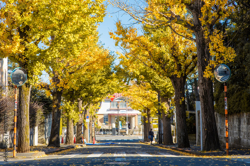 田園調布のイチョウ並木