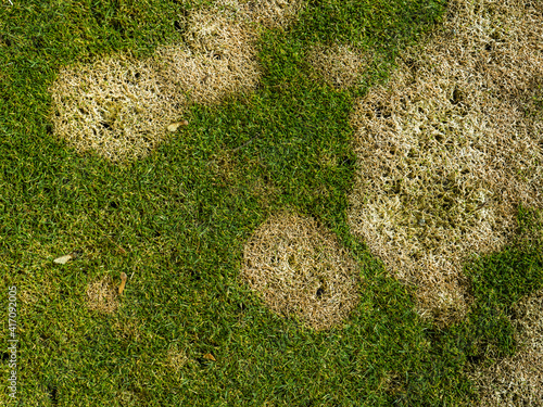 Lawn or turf with brown spot as a sign of lawn disease - lawn in bad condition and need maintaining, Fusarium patch lawn disease (Microdochium nivale)