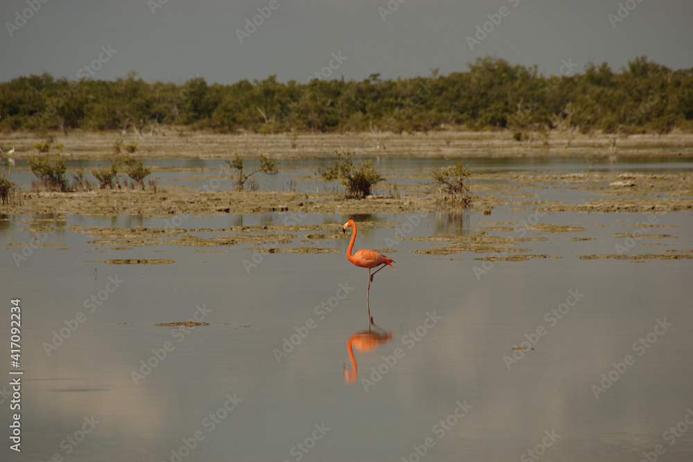 pink flamingo. flamingos in the mangrove swamps of Zapata National Park in Cuba
