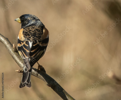 Brambling male Fringilla montifringilla