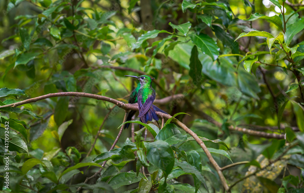 Beatiful Hummingbird, colibri sitting on a branch in Costa Rica. Central America. Beatiful Hummingbird, colibri sitting on a branch in Costa Rica. Central America.
