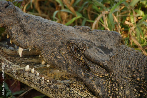 Cuban crocodile. Jaws of a wild crocodile