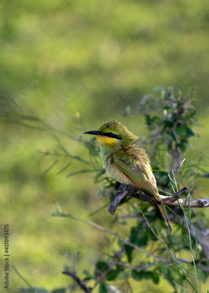 Little bee-eater (Merops pusillus) in Tarangire National Park, Tanzania Little bee-eater (Merops pusillus) in Tarangire National Park, Tanzania