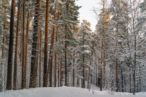 Winter forest . Trees covered with snow.Leningrad region