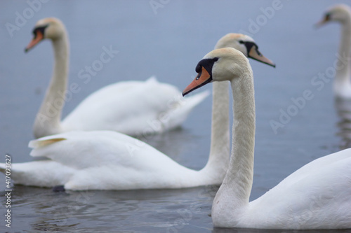 Beautiful swan birds float on the reflective water of the lake. 