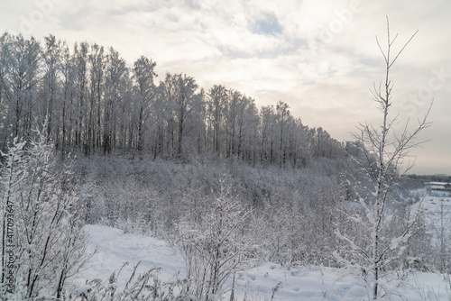 Trees covered with snow . Winter landscape.Leningrad region.