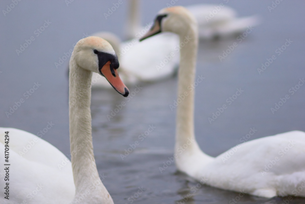 Fototapeta premium Beautiful swan birds float on the reflective water of the lake. 