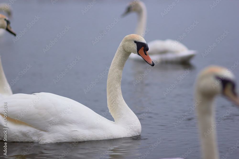 Fototapeta premium Beautiful swan birds float on the reflective water of the lake. 