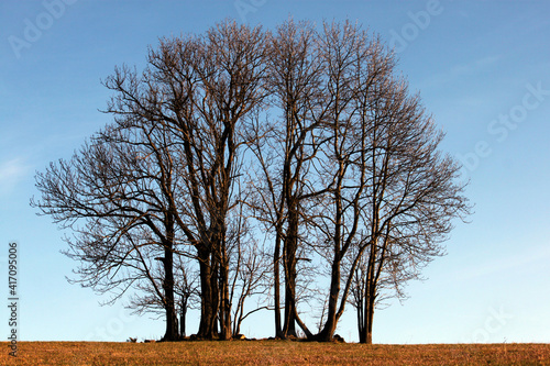 
skupina stromů na obzoru s modrým nebem photo