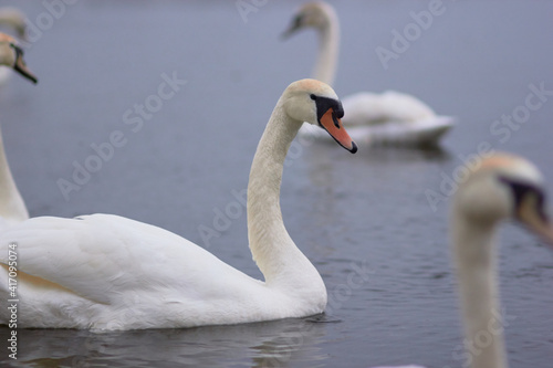 Beautiful swan birds float on the reflective water of the lake. 