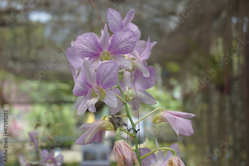 Beautiful orchids with a natural background photo