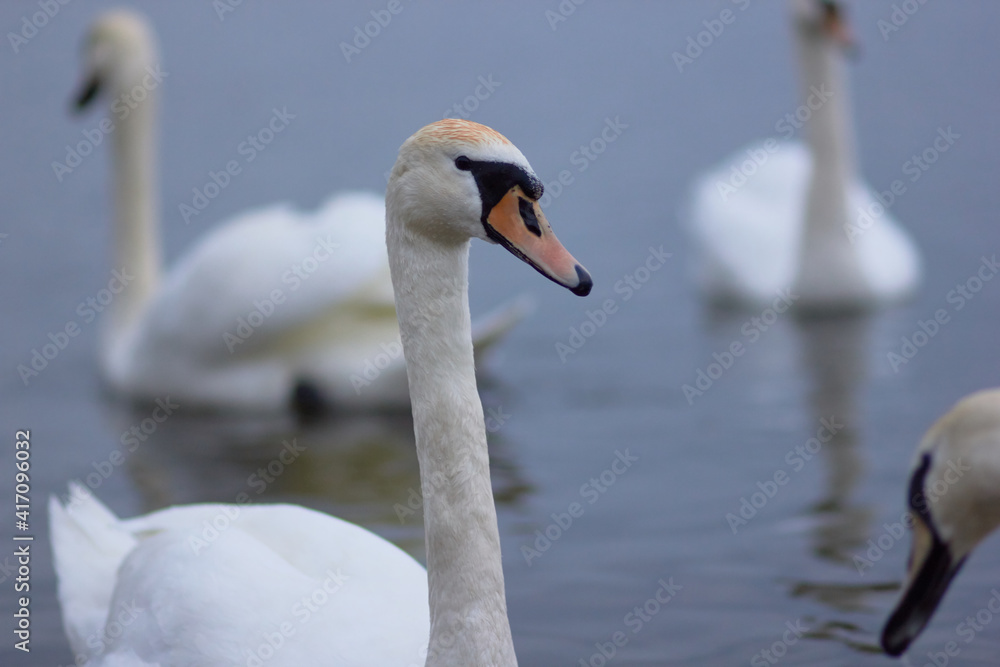 Obraz premium Beautiful swan birds float on the reflective water of the lake. 