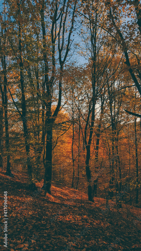 Fototapeta premium colorfully tree in the autumn season at sunset