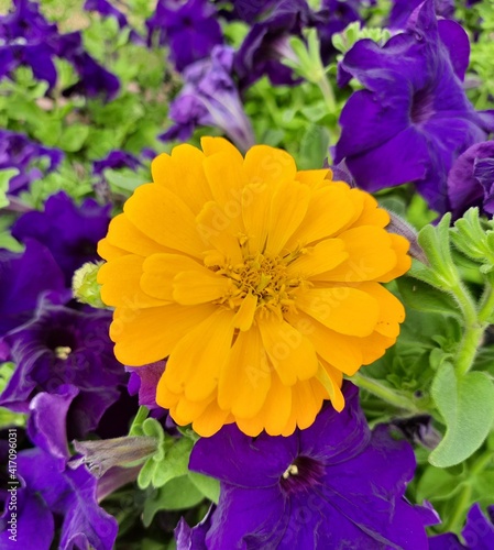 purple and yellow flowers