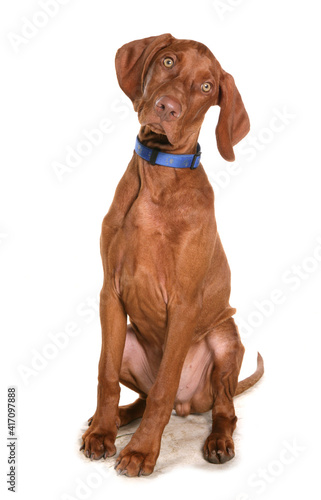 Hungarian vizsla