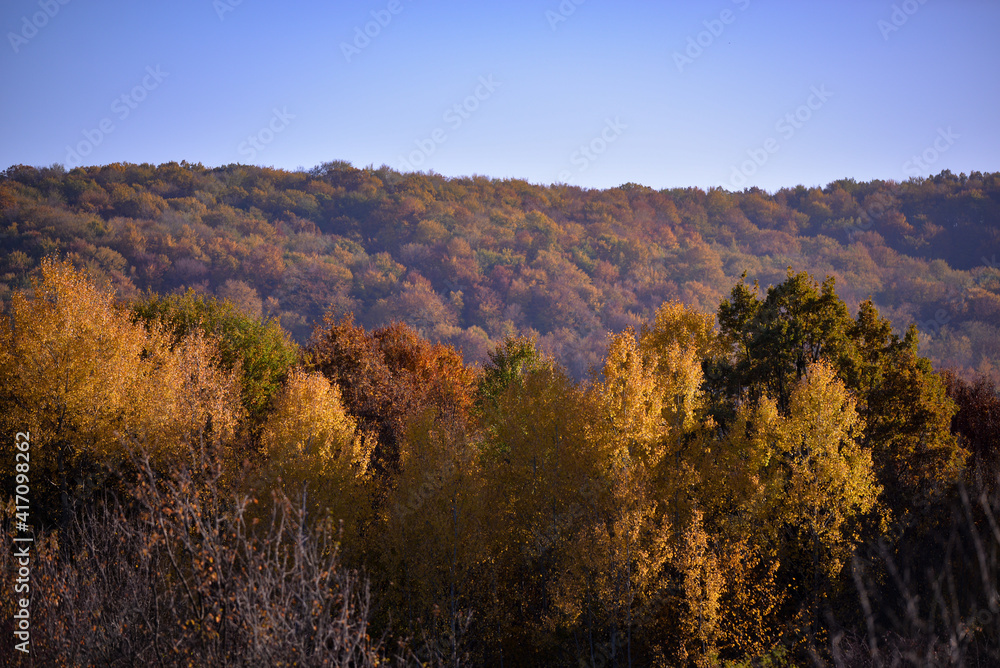 birch leaves yellowed on the branches. betula tree in the autumn birch leaves yellowed on the branches. betula tree in the autumn