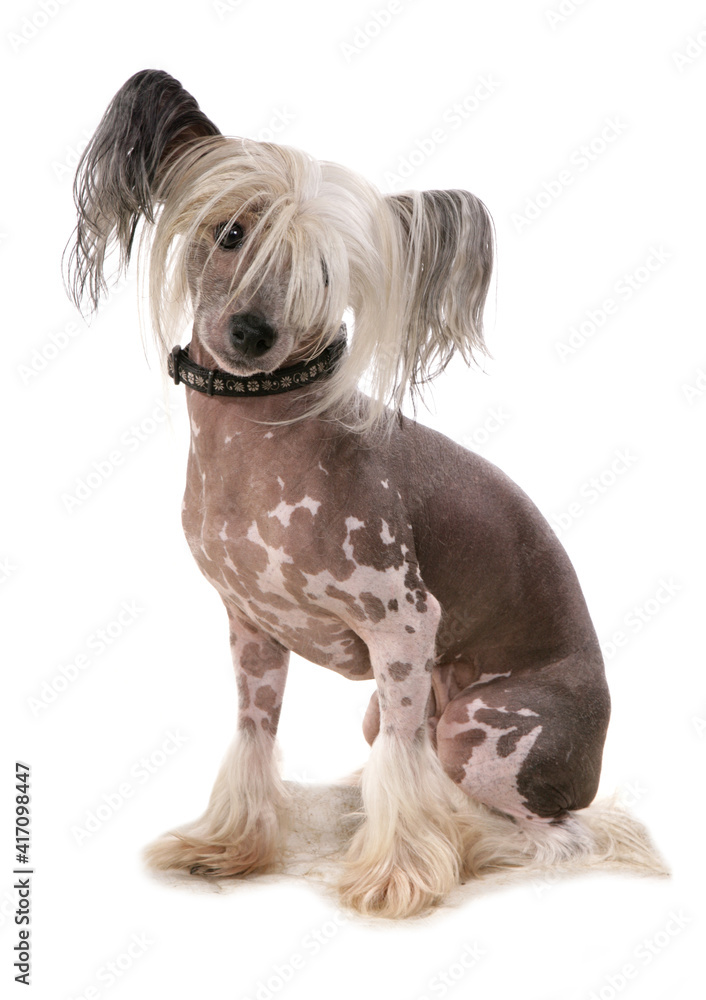 Chinese crested Chinese crested
