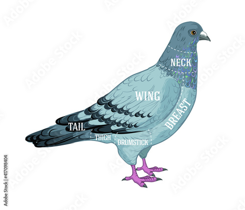 Butcher diagram guide for cutting pigeon in black and white graphic style