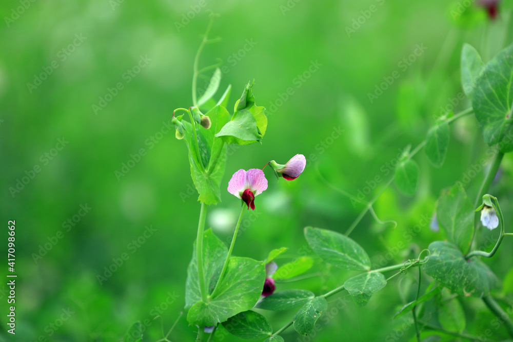 Red pea flowers in farmland, North China Red pea flowers in farmland, North China