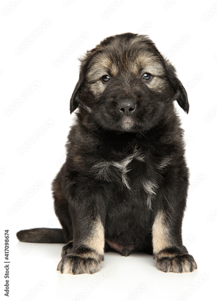 Fototapeta premium Caucasian shepherd puppy on white background