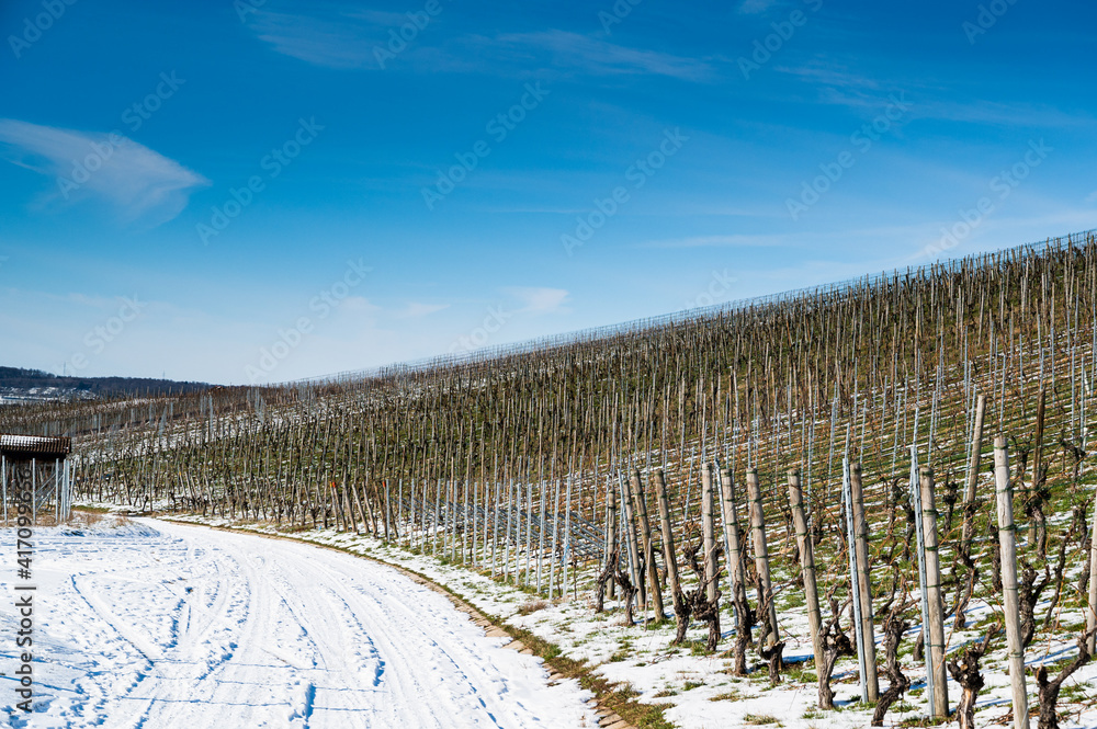 A beautiful shot of a snowy vineyard road with a blue sky in the background