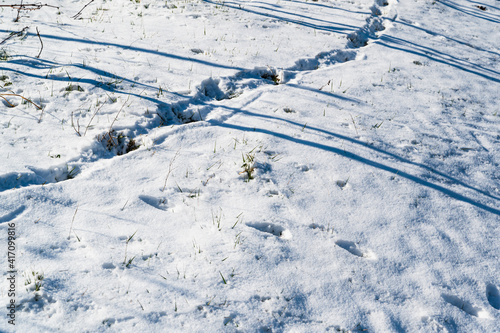 A beautiful shot of footsteps and grass growing from the snow