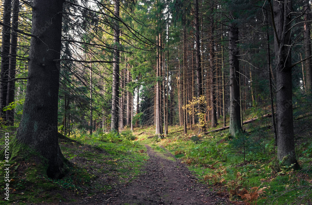 Path in Beautiful autumn forest in the north at sunset with very tall fir trees