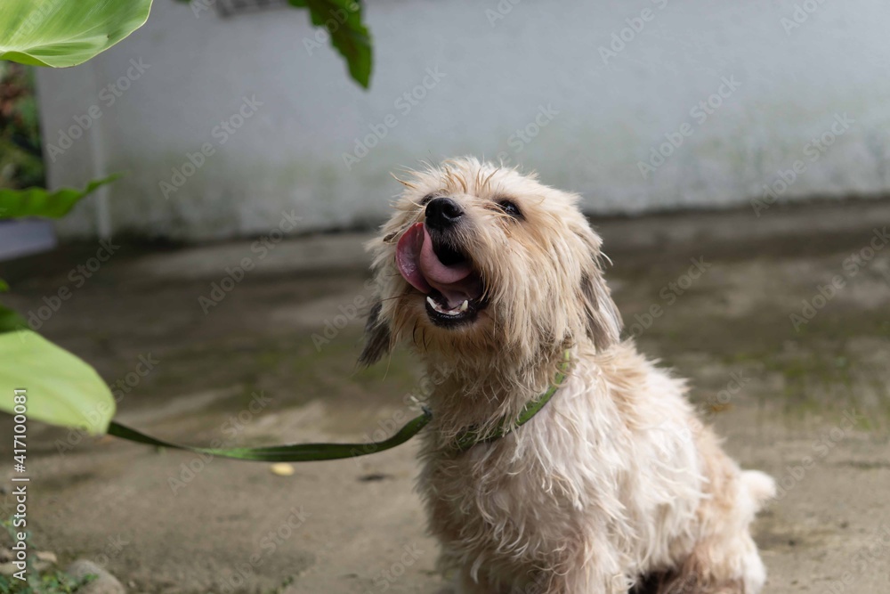 dog in the garden