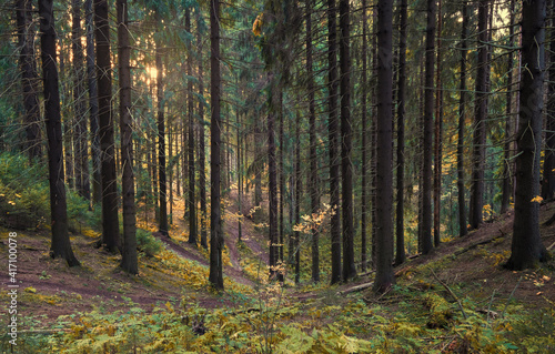 Beautiful autumn forest in the north at sunset with very tall fir trees