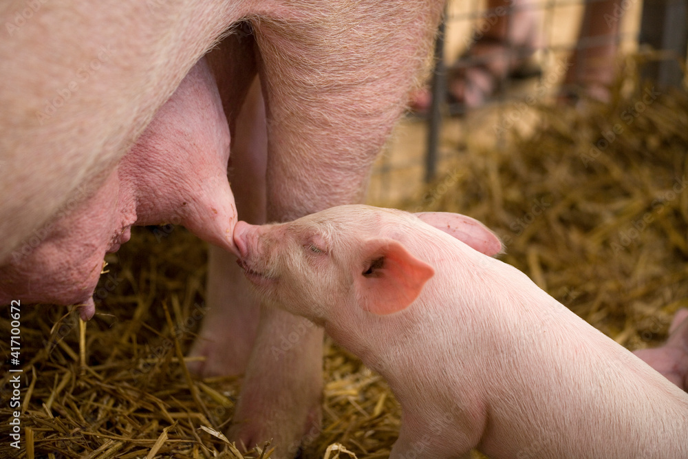 Large white pig Large white pig