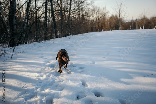 A dog that is covered in snow