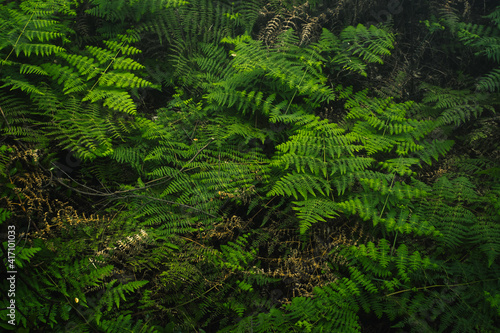 Green fern plant bush in a rainforest