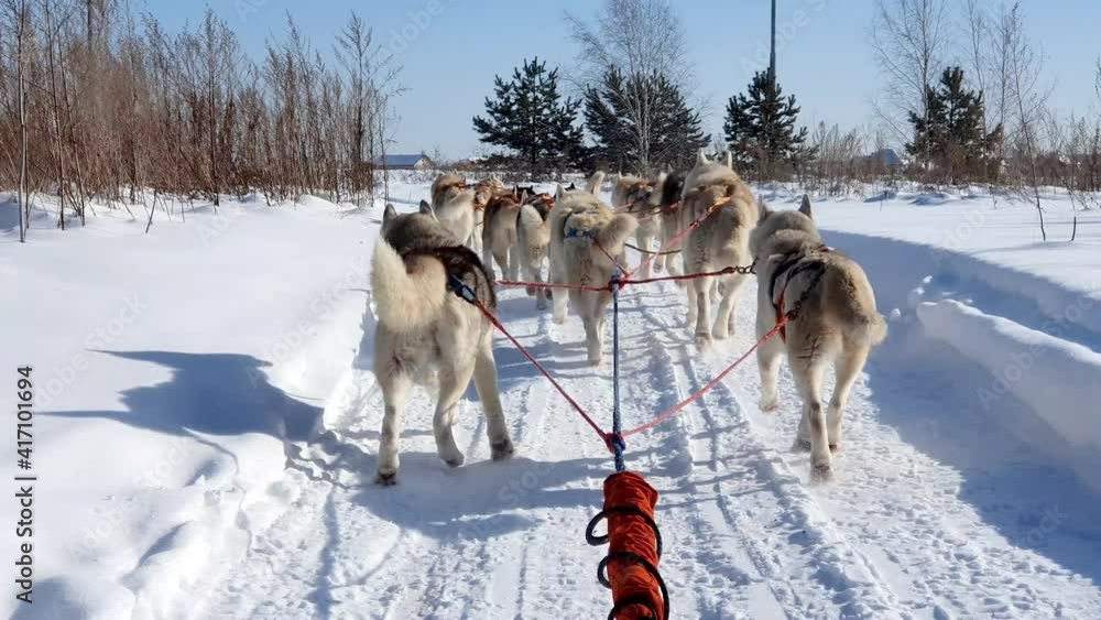 Siberian Husky dogs running in harness Siberian Husky dogs running in harness
